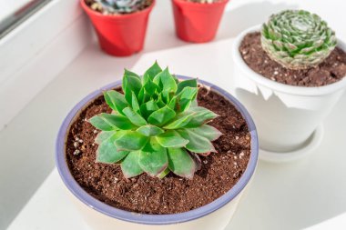 Ev iç tencere içinde küçük etli bitkiler