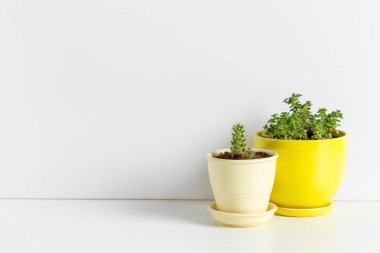 Ev iç tencere içinde küçük etli bitkiler