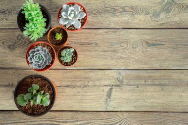 Tablo üzerinde gruplandırılmış etli bitkiler