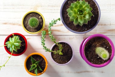 Beyaz ahşap saksı bitkileri