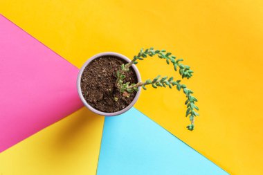 Düz etli çiçek parlak renkli arka plan üzerinde yatıyordu