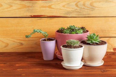 Tablo üzerinde gruplandırılmış etli bitkiler