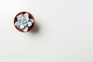 Sulu bitkiler beyaz arkaplanda saksıya yerleştirilir 