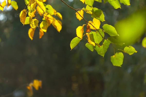 Осень Яркие Листья Близко — стоковое фото