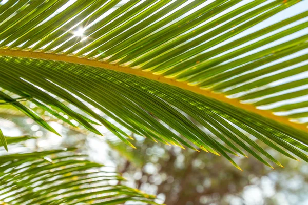 Palmiye yaprağını kapat