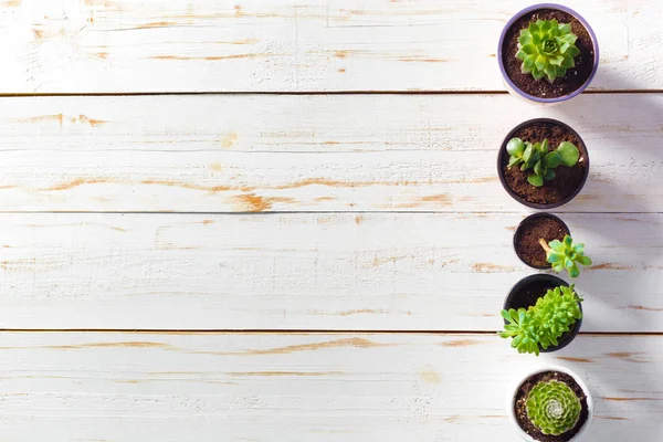 Beyaz ahşap saksı bitkileri