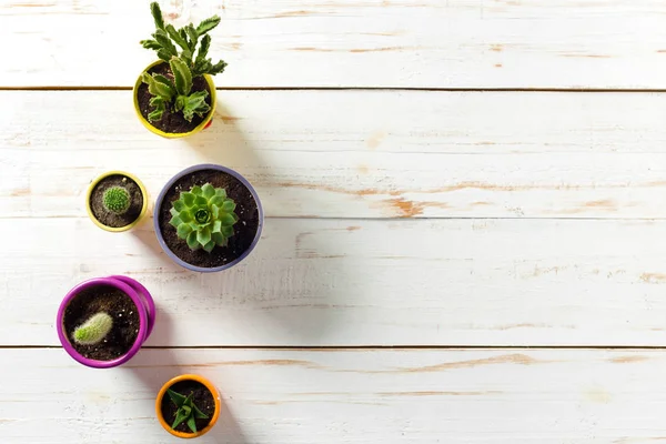 Beyaz ahşap saksı bitkileri