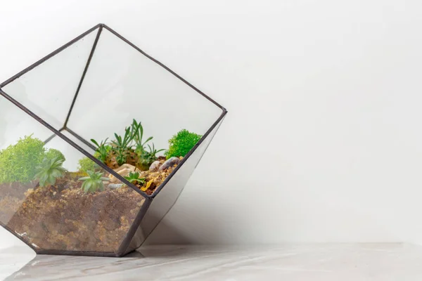 Mini Jardin Succulent Florarium Verre — Photo