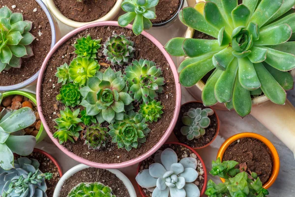 Succulents farklı tencere çeşitli