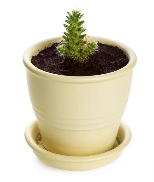 Plantas Suculentas Vaso Sobre Fundo Branco — Fotografia de Stock