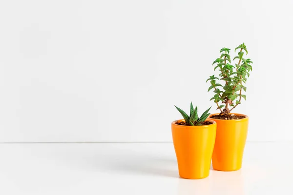 Small Succulent Plants Pots Home Interior — Stock Photo, Image