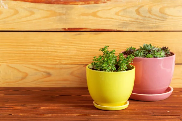 Tablo üzerinde gruplandırılmış etli bitkiler