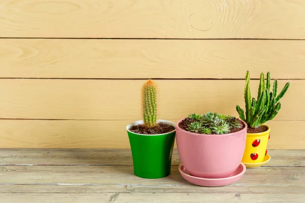 Plantas Suculentas Agrupadas Mesa — Fotografia de Stock