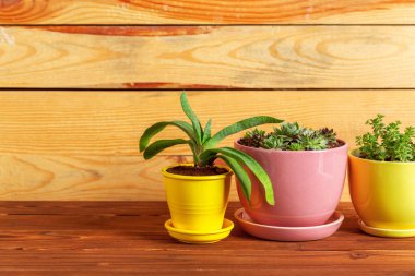 Tablo üzerinde gruplandırılmış etli bitkiler