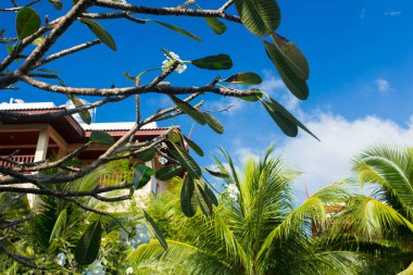 Frangipani ağaç dalları karşı mavi gökyüzü temizleyin