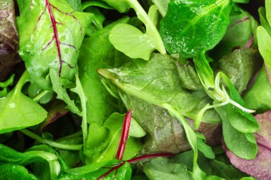 Yeşillik vurdu makroyu oluşturan yakın bırakır