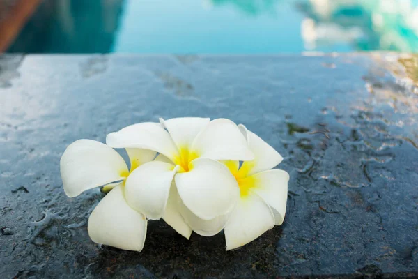 Frangipani Bloemen Close Shot — Stockfoto