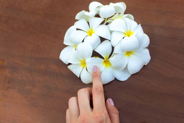 Frangipani Bloem Hand Van Een Vrouw — Stockfoto