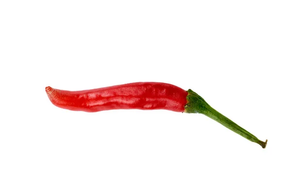 Chili Hot Pepper Isolated White Background — Stock Photo, Image