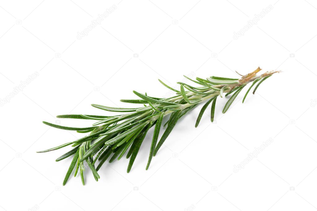 rosemary isolated on white, close up