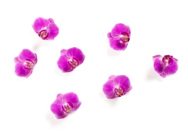 Beyaz arkaplanda izole edilmiş pembe orkide çiçekleri
