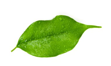 taze defne yaprağı kopya alanı ile beyaz arka plan üzerinde izole