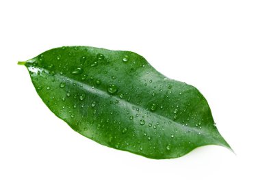 taze defne yaprağı kopya alanı ile beyaz arka plan üzerinde izole