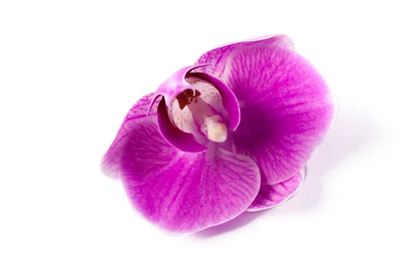 Розовый Цветок Орхидеи Изолированы Белом Фоне — стоковое фото