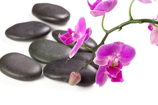 Pedras Zen Flor Orquídea Rosa Como Conceito Spa — Fotografia de Stock