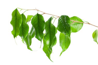 taze defne yaprağı kopya alanı ile beyaz arka plan üzerinde izole Şubesi