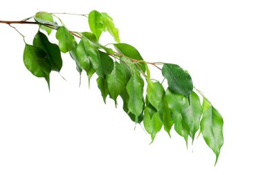 taze defne yaprağı kopya alanı ile beyaz arka plan üzerinde izole Şubesi