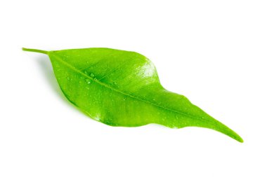 taze defne yaprağı kopya alanı ile beyaz arka plan üzerinde izole