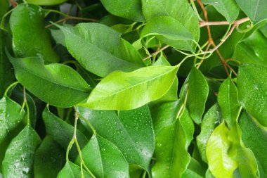 taze yeşil defne yaprağı, tam kare