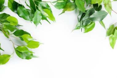 taze defne yaprağı kopya alanı ile beyaz arka plan üzerinde izole dallarında