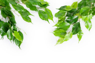 taze defne yaprağı kopya alanı ile beyaz arka plan üzerinde izole dallarında