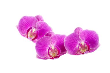 Beyaz arkaplanda izole edilmiş pembe orkide çiçekleri