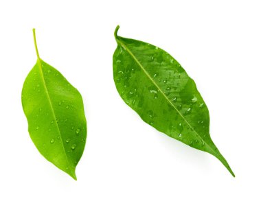 Beyaz arkaplanda izole edilmiş limon ağacı yaprakları