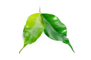 Beyaz arkaplanda izole edilmiş limon ağacı yaprakları