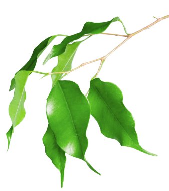 Beyaz arkaplanda izole edilmiş limon ağacı yaprakları