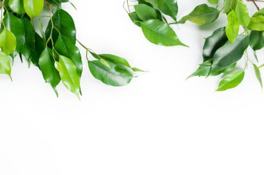 Beyaz arkaplanda izole edilmiş limon ağacı yaprakları