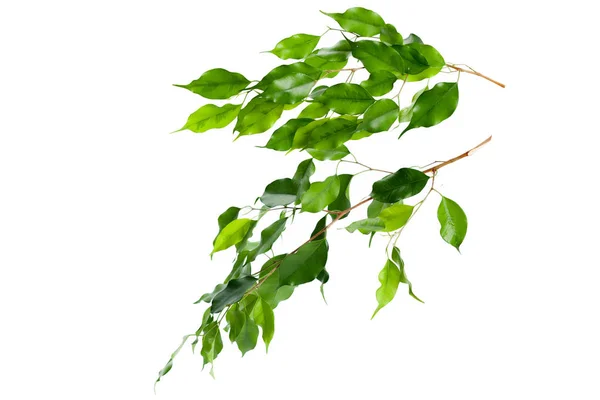 Branch Fresh Bay Leaves Isolated White Background Copy Space — Stock Photo, Image