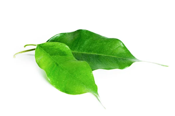 Green Bay Leaves Isolated White Background — Stock Photo, Image