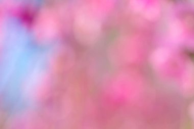 bulanık pembe bahar çiçek açması arka plan