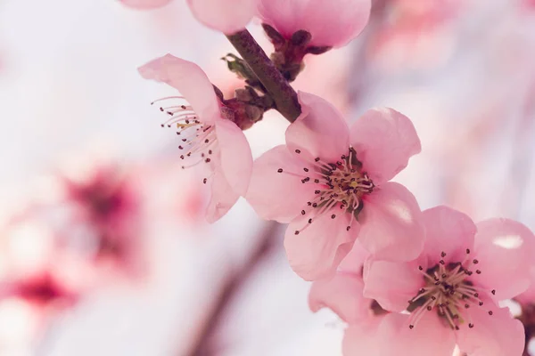 Bahar Kiraz Ağacı Pembe Çiçeği Closeup — Stok fotoğraf