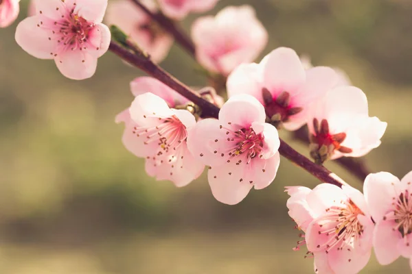 Bahar Kiraz Ağacı Pembe Çiçeği Closeup — Stok fotoğraf