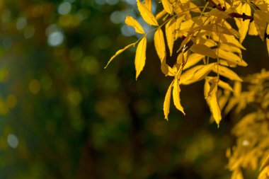 Sonbahar parlak yakın yaprakları