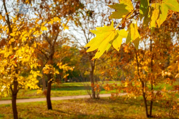 Autumn Bright Leaves Close — Stock Photo, Image