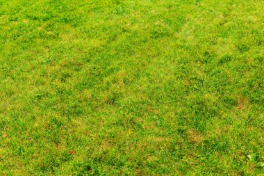 yeşil çimen arkaplanı kapat