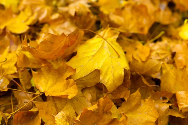 Осенние Желтые Листья Земле — стоковое фото