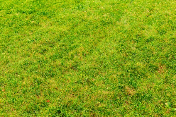 Зеленый Фон Травы Крупным Планом — стоковое фото